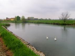 Cigni 